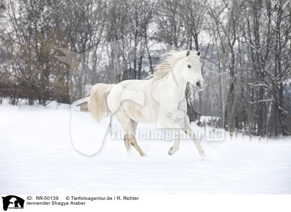 rennender Shagya Araber / running Shagya Arabian horse / RR-50139