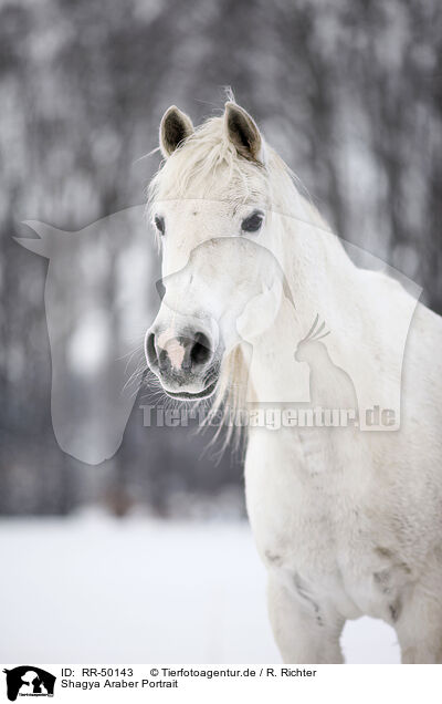 Shagya Araber Portrait / Shagya Arabian horse portrait / RR-50143