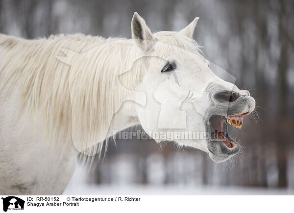 Shagya Araber Portrait / Shagya Arabian horse portrait / RR-50152