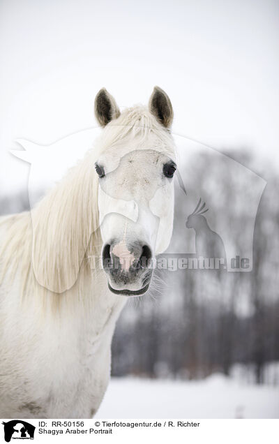 Shagya Araber Portrait / Shagya Arabian horse portrait / RR-50156