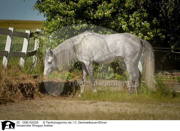 fressender Shagya Araber / browsing Shagya Arabian Horse / CDE-02026
