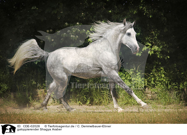galoppierender Shagya Araber / CDE-02028