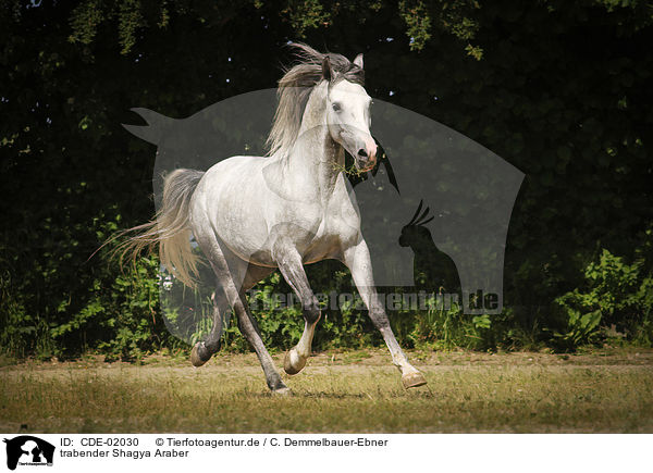 trabender Shagya Araber / trotting Shagya Arabian Horse / CDE-02030