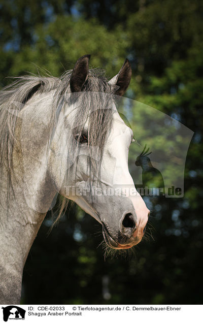 Shagya Araber Portrait / Shagya Arabian Horse Portrait / CDE-02033