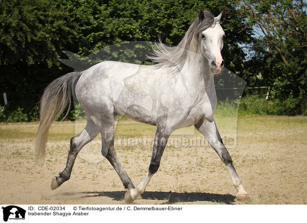 trabender Shagya Araber / CDE-02034