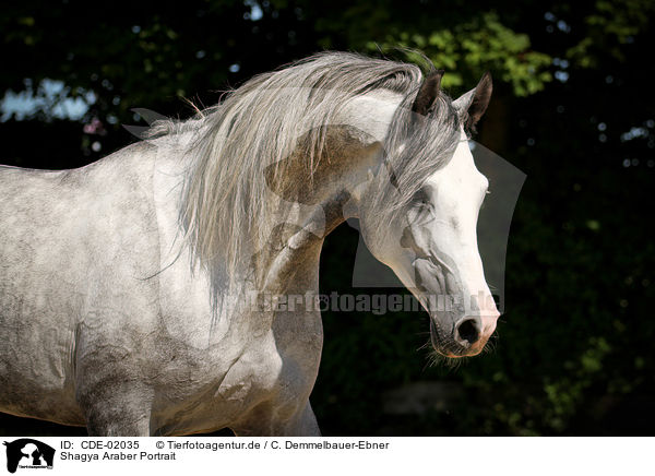 Shagya Araber Portrait / Shagya Arabian Horse Portrait / CDE-02035