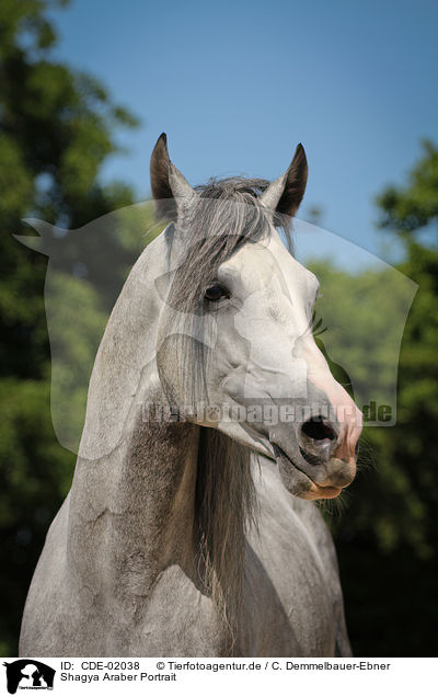 Shagya Araber Portrait / Shagya Arabian Horse Portrait / CDE-02038