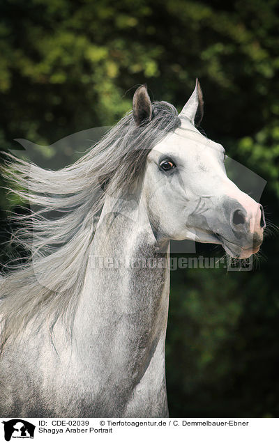 Shagya Araber Portrait / Shagya Arabian Horse Portrait / CDE-02039