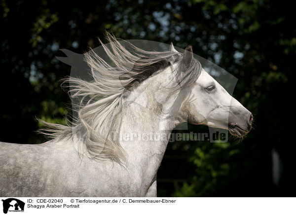 Shagya Araber Portrait / Shagya Arabian Horse Portrait / CDE-02040
