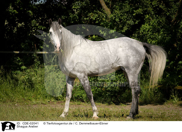 Shagya Araber / Shagya Arabian Horse / CDE-02041