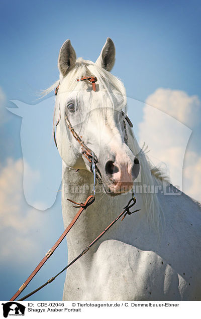 Shagya Araber Portrait / CDE-02046
