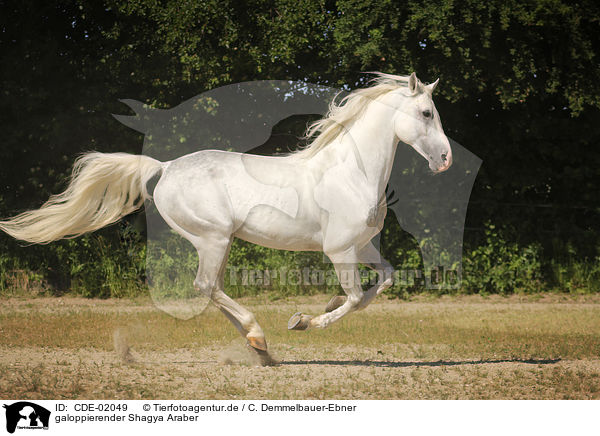 galoppierender Shagya Araber / galloping Shagya Arabian Horse / CDE-02049