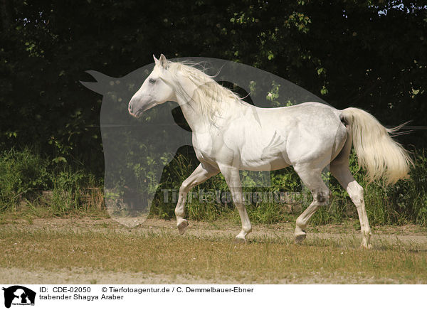 trabender Shagya Araber / trotting Shagya Arabian Horse / CDE-02050
