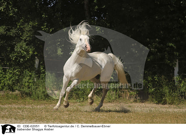 trabender Shagya Araber / trotting Shagya Arabian Horse / CDE-02051