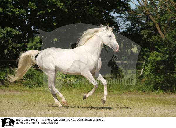 galoppierender Shagya Araber / galloping Shagya Arabian Horse / CDE-02053