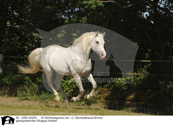 galoppierender Shagya Araber / galloping Shagya Arabian Horse / CDE-02054