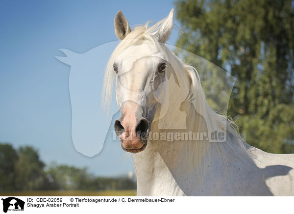 Shagya Araber Portrait / Shagya Arabian Horse Portrait / CDE-02059