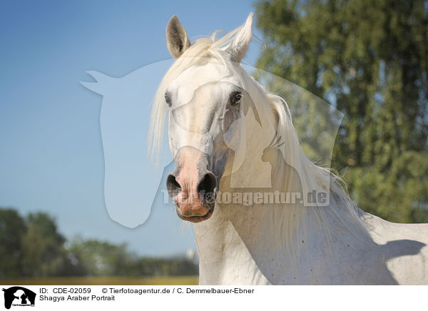 Shagya Araber Portrait / CDE-02059