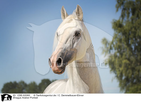 Shagya Araber Portrait / Shagya Arabian Horse Portrait / CDE-02060