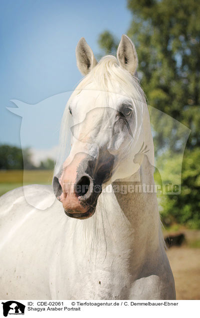 Shagya Araber Portrait / Shagya Arabian Horse Portrait / CDE-02061