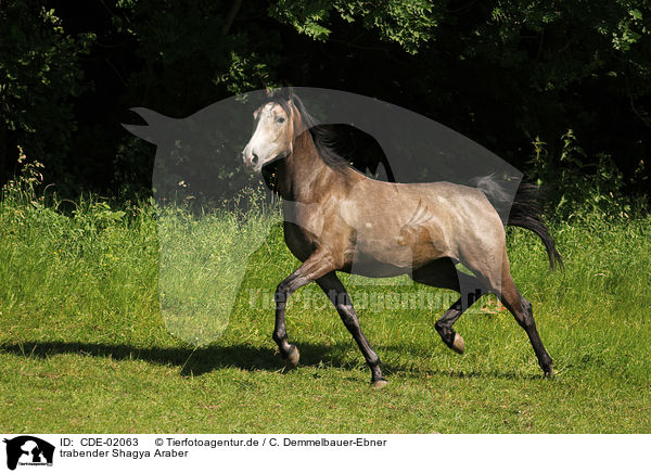 trabender Shagya Araber / trotting Shagya Arabian Horse / CDE-02063