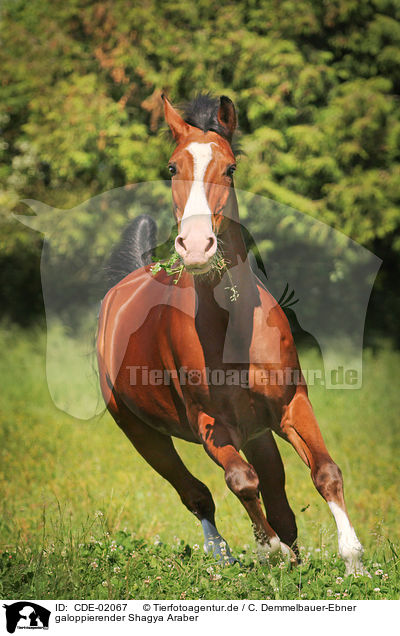 galoppierender Shagya Araber / galloping Shagya Arabian Horse / CDE-02067