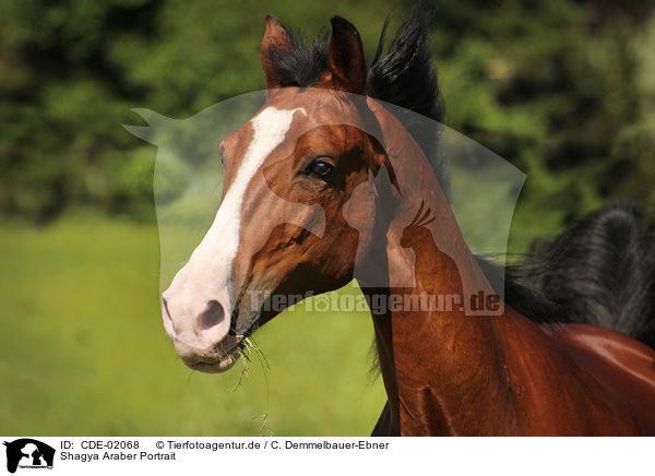 Shagya Araber Portrait / Shagya Arabian Horse Portrait / CDE-02068