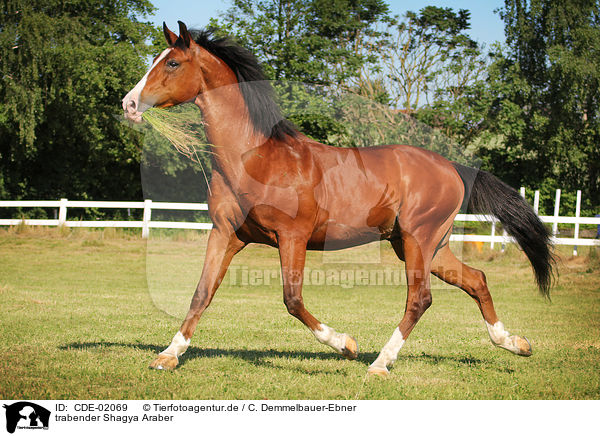 trabender Shagya Araber / trotting Shagya Arabian Horse / CDE-02069