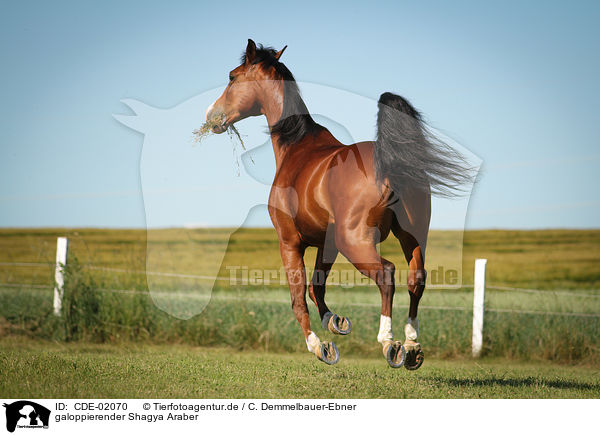 galoppierender Shagya Araber / galloping Shagya Arabian Horse / CDE-02070