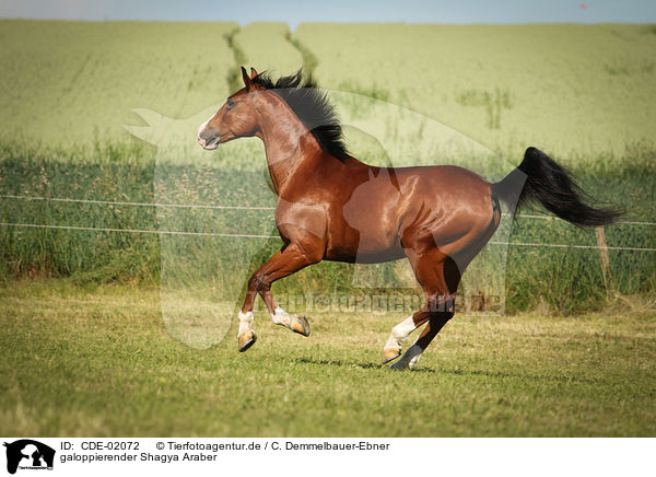 galoppierender Shagya Araber / galloping Shagya Arabian Horse / CDE-02072