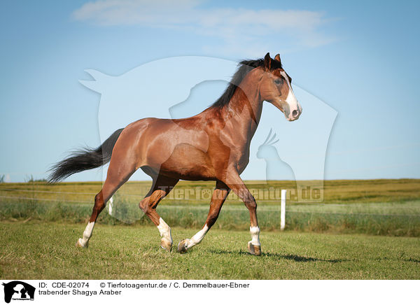 trabender Shagya Araber / trotting Shagya Arabian Horse / CDE-02074
