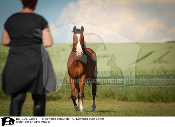 laufender Shagya Araber / walking Shagya Arabian Horse / CDE-02076