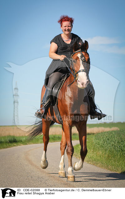 Frau reitet Shagya Araber / woman rides Shagya Arabian Horse / CDE-02088