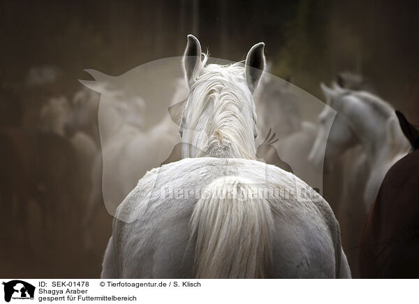 Shagya Araber / Shagya Arabian Horses / SEK-01478