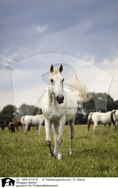 Shagya Araber / Shagya Arabian Horses / SEK-01479