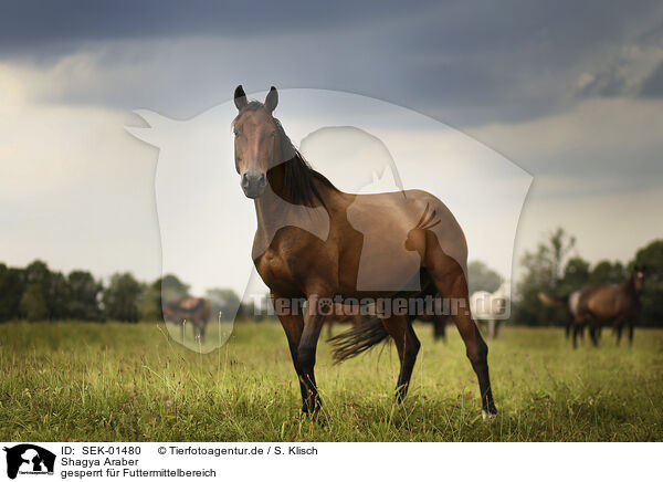 Shagya Araber / Shagya Arabian Horses / SEK-01480