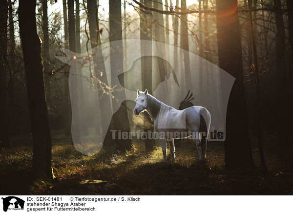 stehender Shagya Araber / standing Shagya Arabian Horse / SEK-01481