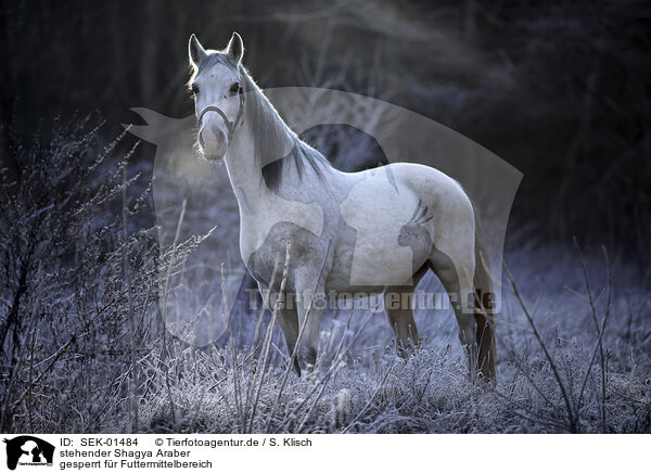 stehender Shagya Araber / standing Shagya Arabian Horse / SEK-01484