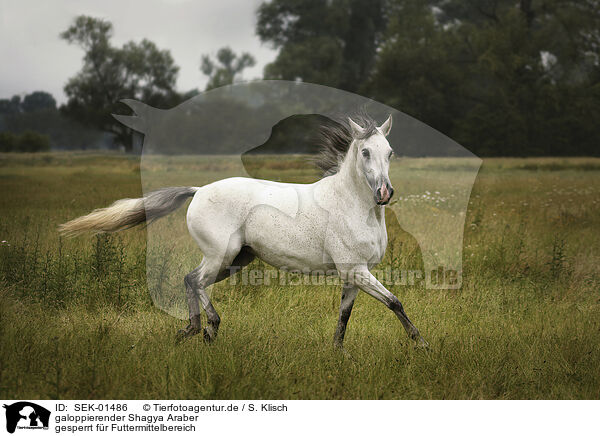 galoppierender Shagya Araber / galopping Shagya Arabian Horse / SEK-01486