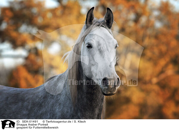 Shagya Araber Portrait / Shagya Arabian Horse portrait / SEK-01491