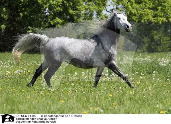 galoppierender Shagya Araber / galopping Shagya Arabian Horse / SEK-01492