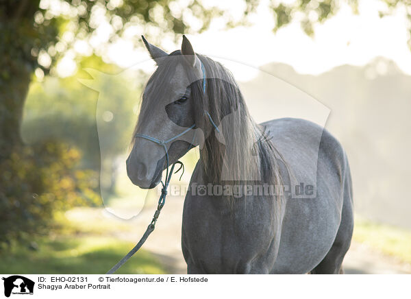 Shagya Araber Portrait / EHO-02131