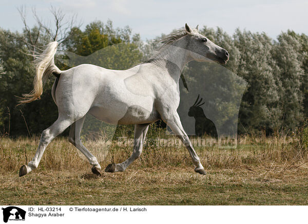 Shagya Araber / Shagya arabian horse / HL-03214
