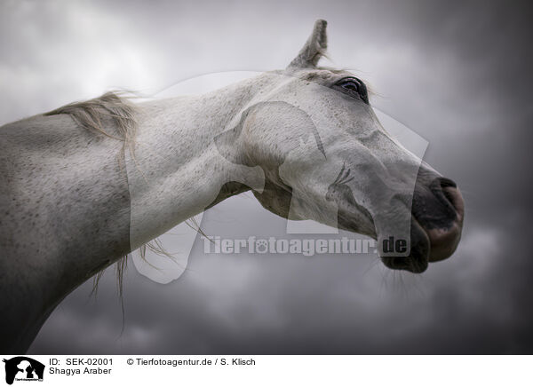 Shagya Araber / SEK-02001