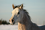 Shagya Araber Portrait