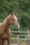 Shagya Araber Portrait