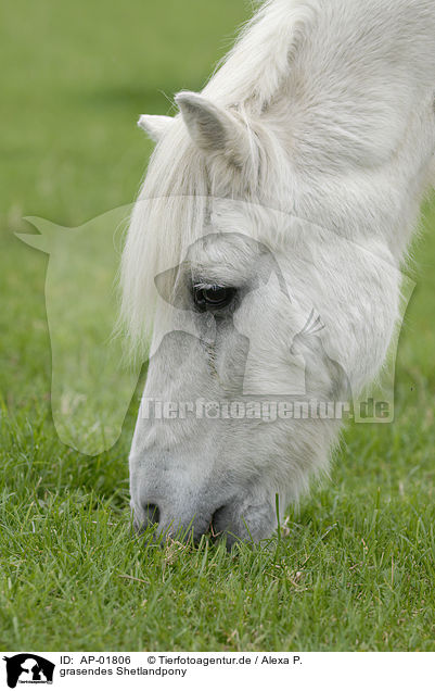grasendes Shetlandpony / AP-01806
