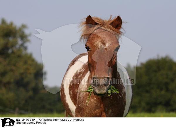 Sheltandpony Portrait / Sheltand Pony Portrait / JH-03289