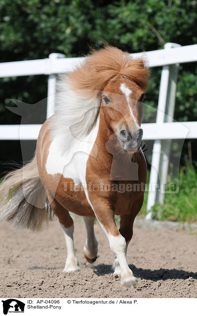 Shetland-Pony / AP-04096
