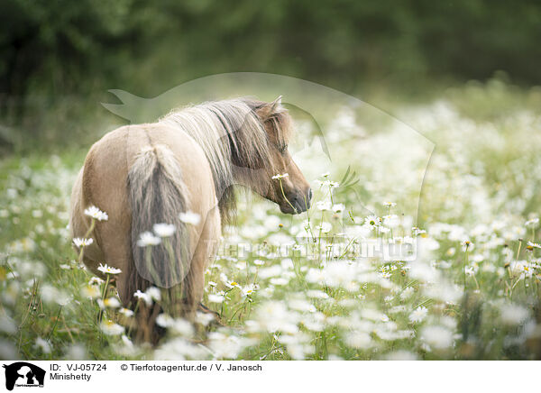 Minishetty / VJ-05724